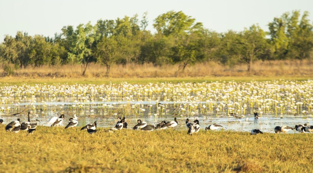 Carpentaria